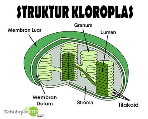 Cari Tahu Struktur Kloroplas Dan Fungsi Kloroplas Pada Sel Tumbuhan