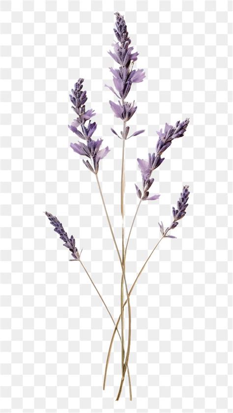 Png Lavender Flower Plant Herb Free Png Rawpixel