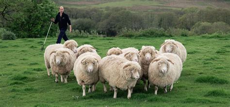 Sheep Farming - Chedington Estate