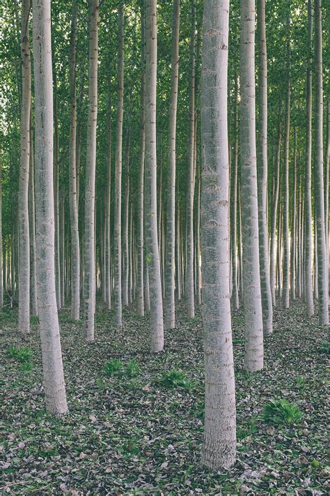 "Tree Farm" by Stocksy Contributor "Rialto Images" - Stocksy