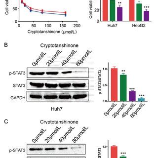 Sorafenib Inhibits Stat Activation In Sorafenib Sensitive Cells But