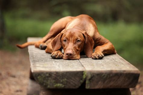 Explained: Strange Behavior After Neutering a Dog | Canna-Pet