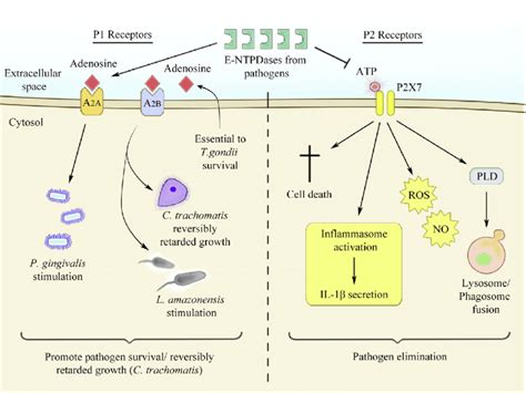 E Schematic Figure Of The Antagonistic Effects Of P1 And P2 Receptors