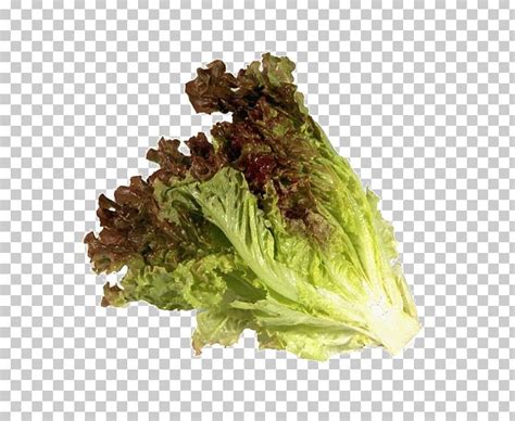 Red Leaf Lettuce Romaine Lettuce Vegetarian Cuisine Vegetable Iceberg