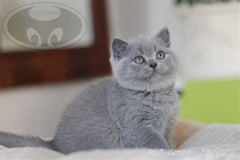 kot-brytyjski-d21 - Gotham*PL- British shorthair cattery