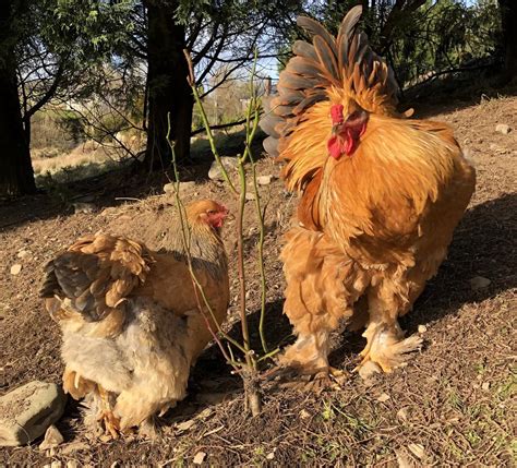 Cara Memelihara Ayam Brahma Dengan Mudah Dan Efektif Ayam Hias