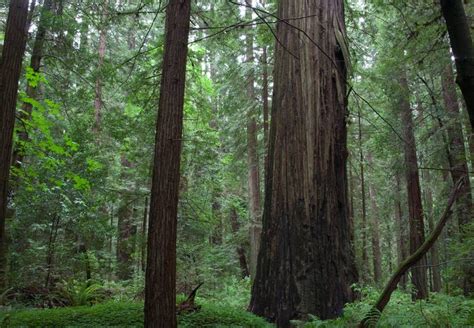 Avenue of the Giants Road Trip Humboldt Redwoods