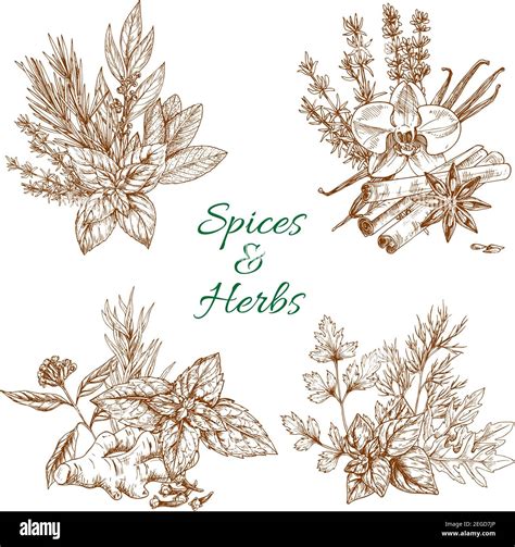 Flavorings And Spices Stock Vector Images Alamy