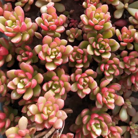 Седум красивый (34 фото)