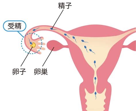 受精から着床までの体調の変化や妊娠のしくみをわかりやすく解説【医師監修】 妊活ならベビーライフ研究所