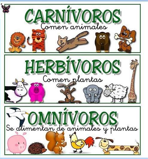 Animales Carnívoros Herbívoros Y Omnívoros Características Y