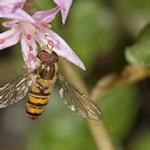 Photographic Print Of Marmalade Hoverfly Episyrphus Balteatus Female