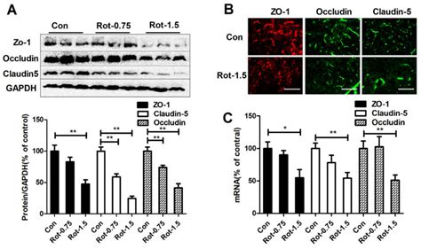 Rotenone Dose Dependently Reduces Expressions And Mrna Levels Of Tj