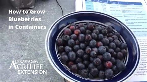 How To Grow Blueberries In Containers Youtube