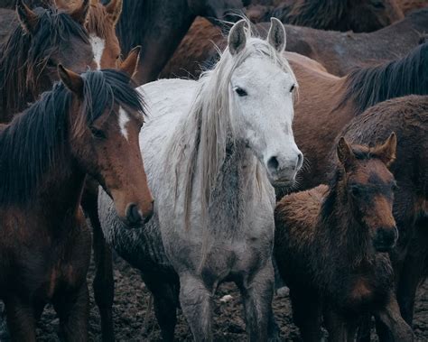 Herd of Horses · Free Stock Photo