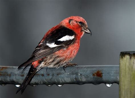 White-Winged Crossbill: Vibrant Finch with Beak Adaptations