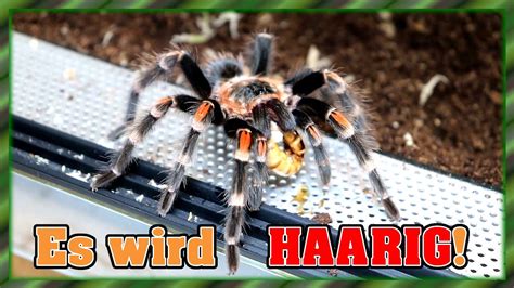 Brachypelma Auratum Umzug Es Wird HAARIG YouTube