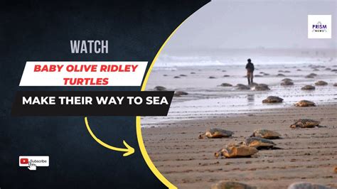 Ganjam Baby Olive Ridley Turtles Make Their Way To Sea In Odisha