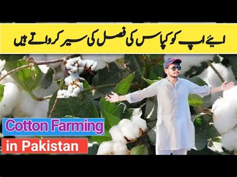 Kapas Ki Kheti Kaise Hoti Hai Cotton Farming In Pakistan Cotton