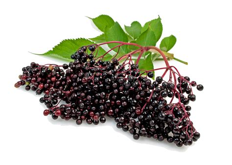 The Health Benefits Of Elderberries Elderberry Queen