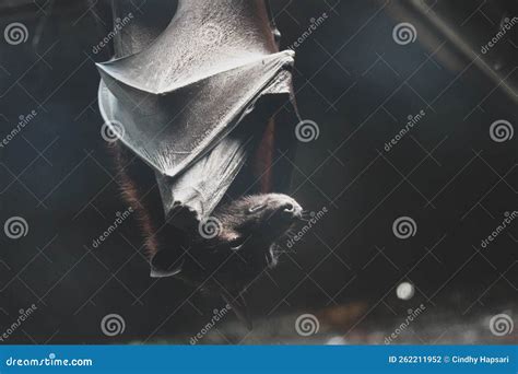 Bats that Sleep during the Day are Perched Upside Down Stock Photo ...