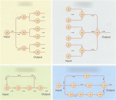 How To Draw Neural Circuit Diagram -schematic Of The Circuit