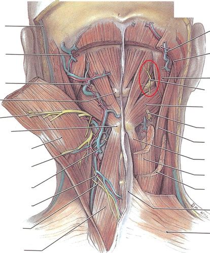 Suboccipital Triangle Flashcards Quizlet