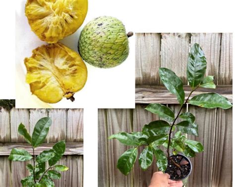 Mountain Soursop Annona Montana Seedling Etsy