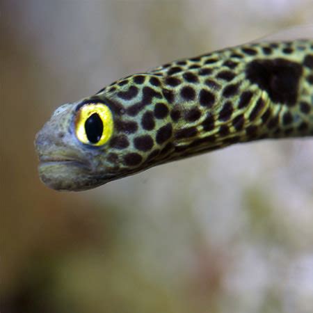 Spotted Garden Eel - Species encyclopedia - Aquarium La Rochelle