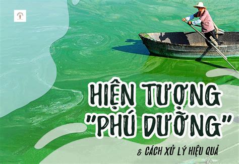 Hiện tượng phú dưỡng là gì Câu chuyện hóa học Top10suthat