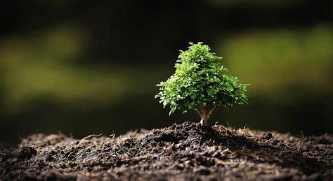 Sequestro De Carbono Quanto Poder O Absorver As Plantas Florestas