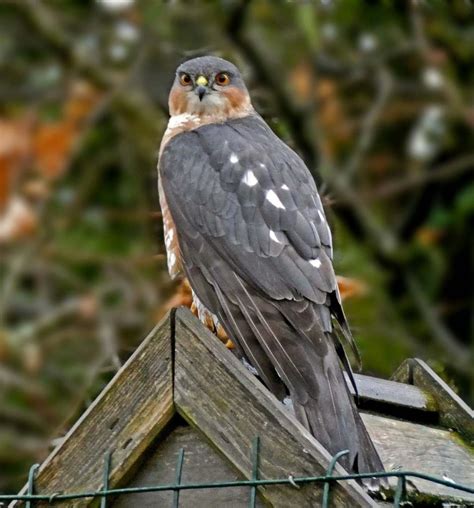 Wednesday 15th March 2023 Cornwall Birds CBWPS