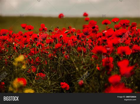 Beautiful Field Red Image & Photo (Free Trial) | Bigstock