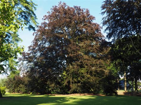 gewone beuk fagus sylvatica oirschot