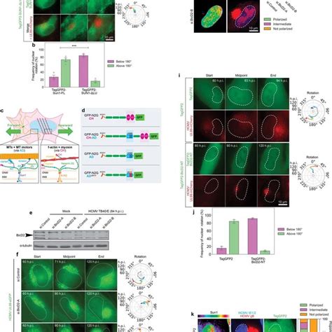 Sun Nesprin G Complexes Control Nuclear Rotation Through Dynein