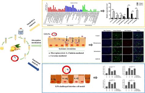 Characterization Of The MicroRNA Profile Of Ginger Exosome Like