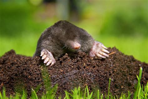 How To Get Rid Of Moles In Your Yard And Keep Them Away