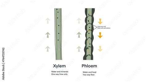 Xylem and phloem water and minerals transportation system outline ...