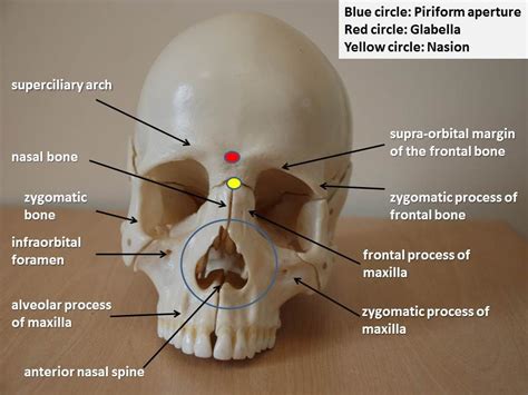 Piriform Aperture