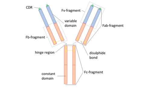 Schematic Representation Of An Antibody Constant Domains Are Displayed