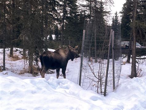 'Stumbling, drooling' moose tests positive for rabies in Alaska, a ...