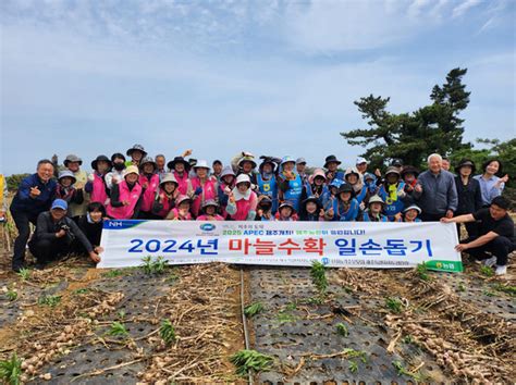 제주농협 육성조직 합동 마늘수확 일손돕기 참여 헤드라인제주