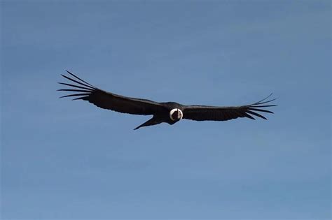 Meet The National Animal of Ecuador, The Andean Condor