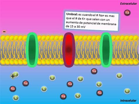 13 Potencial De Acción De Membrana Youtube