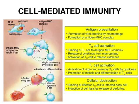 Ppt Cell Mediated Immunity Powerpoint Presentation Free Download