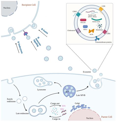 Pharmaceutics Free Full Text Exosome Based Carrier For RNA Delivery