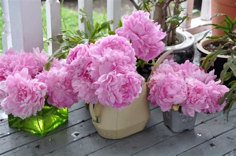 Peony Flower Care and Fun Facts ~ - KristyWicks.com