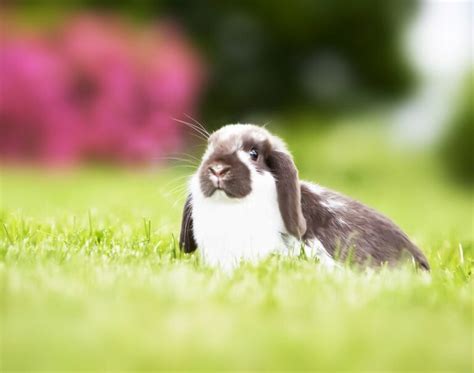 Mini Lop Rabbit: Pictures, Care Guide, Lifespan & Traits | Hepper