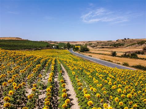 D Nde Ver Los Mejores Campos De Girasoles Escapadarural