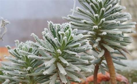 25 Best Winter Outdoor Potted Plants